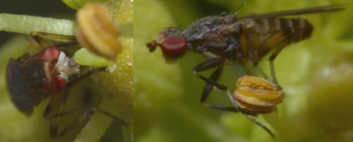 Réf. 223 875 : Pherbellia annulipes